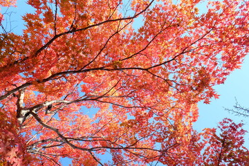 beautiful Maple leaf in autumn season Karuizawa Nagano Japan