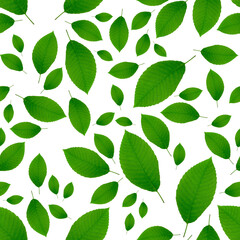 Seamless leaf pattern background. Green leaves isolated on white.