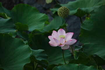 お堀のピンク色の蓮。Beautiful Pink Color Lotus, Japan