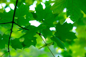 green leaves on a day