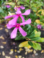 pink and yellow flowers