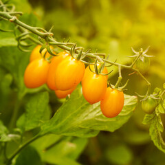 Beautiful ripe yellow tomatoes in the sunlight on a bush in the garden