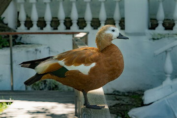 Ruddy shelduck (Tadorna ferruginea) stands on the railing next to the pond.
