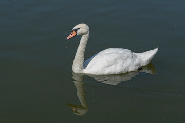 White swan that swims in the pond.