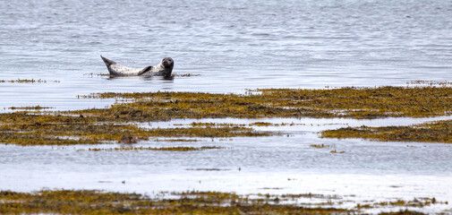 Adult seal in Iceland, relaxing on a rock