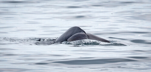 Pilot whale (Globicephala melas) breathing on the surface, Atlantic Ocean