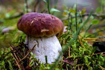A beautiful boletus