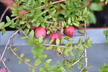 Cranberry - Früchte und Blätter