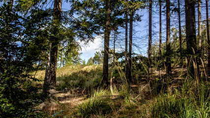 Polish mountain spruce forest