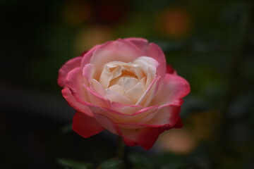 Einzelne Rosenblüte