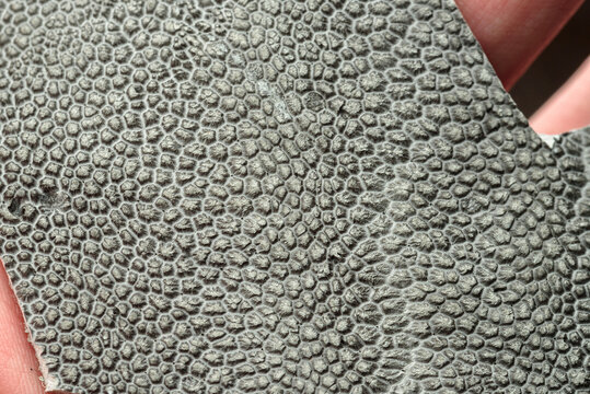 Elephant leather surface.