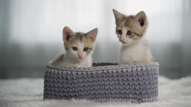 Two funny kittens are sitting in a gray wicker basket and are actively looking around. Mischievous pets. Close-up, 4K UHD.