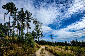 deforestation in Polish mountains