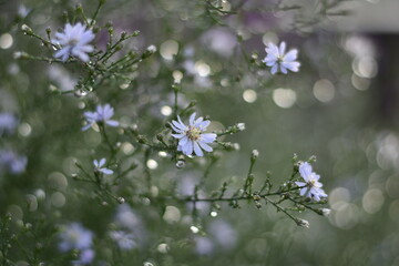 Blühende Aster cordifolius 'Blütenregen'