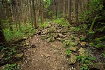 山道に岩が落石した様子