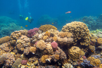 Fototapeta na wymiar Colorful, picturesque coral reef at the bottom of tropical sea, different types of hard coral, underwater landscape. Several divers in the background