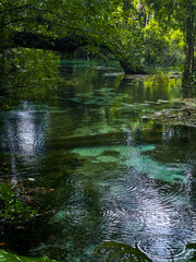 Rainy day at Rainbow Springs State Park in Florida