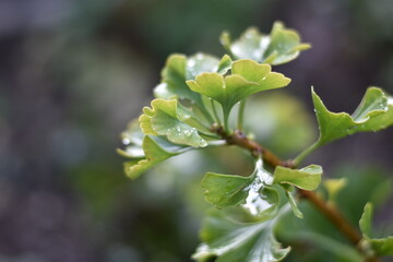 Ginkgo biloba 'Mariken'