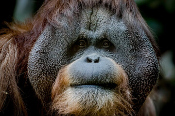 portrait of an orangutan monkey in nature - 459842001