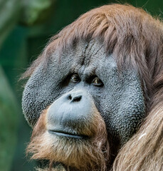 portrait of an orangutan monkey in nature - 459842003