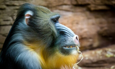portrait of a hamadryad monkey in nature