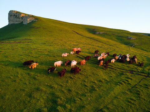 A herd of wild yaks on Mount Mayak in the Gunibsky region of Dagestan. Russia. Photographed from a drone at dawn.