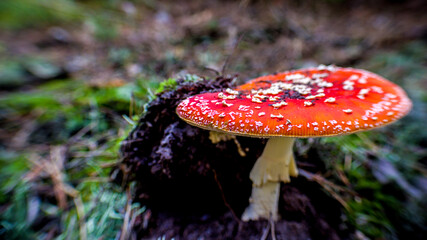 mushroom / adult red mushroom