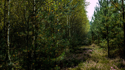 Fototapeta na wymiar young birch forest in Poland