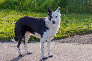 Cute dog with black and white fur. Black patch of fur over right ear and light color eye, dark color eye on white fur. Green grass in the background. Amazing color combination by nature.