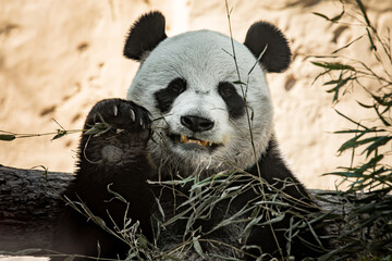 portrait of a panda bear in nature - 459842887