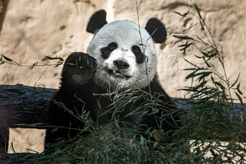 portrait of a panda bear in nature - 459842893
