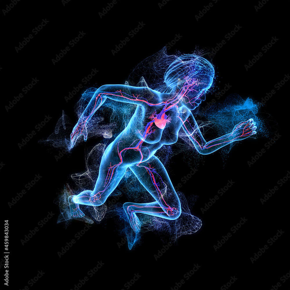 Wall mural human anatomy, x-ray look at the cardiovascular system of a human body, the heart is in focus, femal