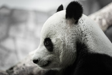 portrait of a panda bear in nature - 459843012