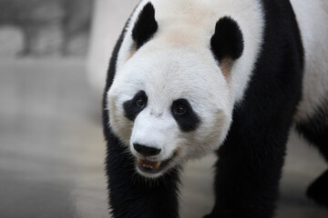 portrait of a panda bear in nature - 459843019