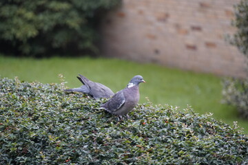 Common Wood Pigeon (Columba palumbus) Columbidae family on a Cotoneaster hedge while eating the fruits.