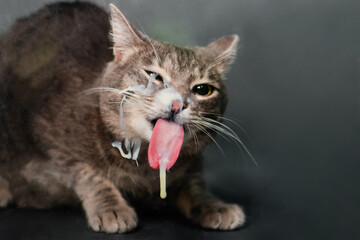 gray tabby cat licks glass with sour cream. Animal licks milk,