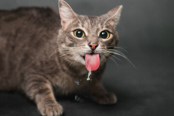 gray tabby cat licks glass with sour cream. Animal licks milk,
