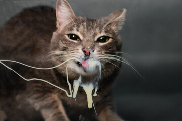 gray tabby cat licks glass with sour cream. Animal licks milk,