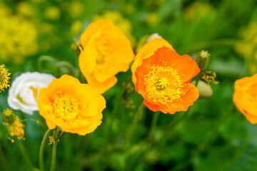Obraz premium Yellow and orange poppies with yellow stamens in the summer garden (papaver)