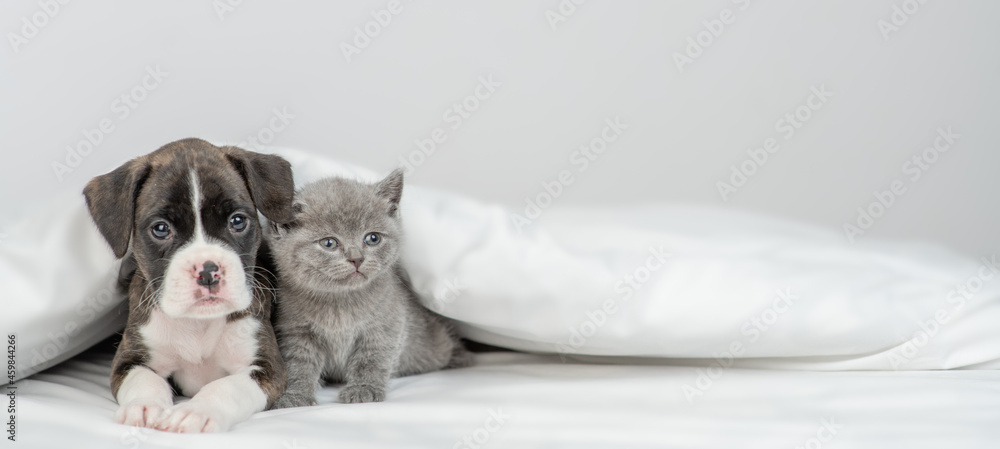 Poster german boxer puppy and tiny kitten lying together under warm blanket on a bed at home and looking at