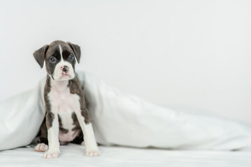 German boxer puppy sits under warm white blanket on a bed at home. Empty space for text