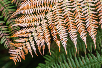 Orange colored fern in a forest in autumn.