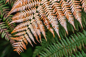 Naklejka na ściany i meble Orange colored fern in a forest in autumn.