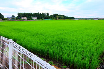 Fototapeta na wymiar field rice in Tsukaba Ibaraki Japan