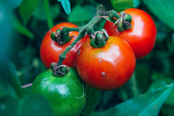 Cherry tomatoes growing at home. The photos depict the plant, leaves and fruit, some tomatoes are still green while others are almost ready to be harvested.