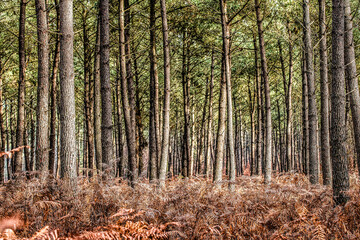 forêt de conifères