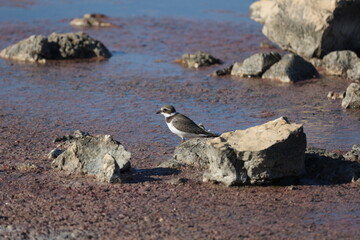 Charadrius dubius walks in shallow water in search of food