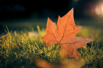 Autumn maple leaf on green grass, macro closeup. Perfect nature closeup landscape with yellow tree leaf, green grass and sun. Dramatic foliage in the park. Falling leaves natural autumnal background. 