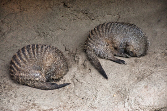 Closeup shot of two Javanese mongooses sleeping on a rock