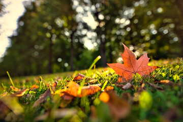 Stunning autumn leaf in green grass, autumnal lancdspe, nature closeup view with sun rays and relaxing blurred forest trees. Idyllic seasonal nature view, fallen autumn leaves on grass sunny morning